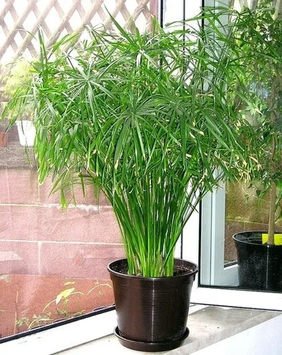 plantas